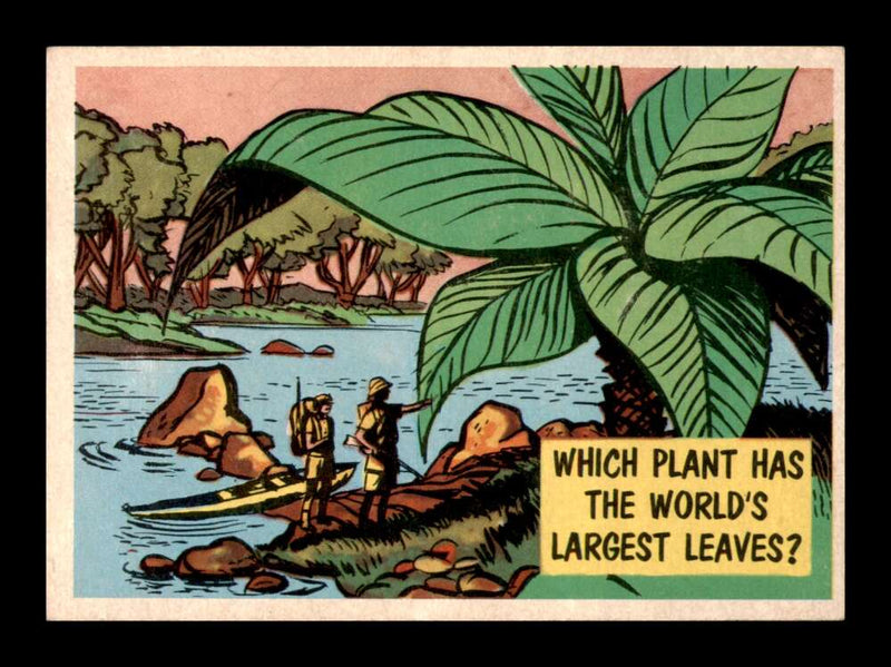 Load image into Gallery viewer, 1957 Topps Isolation Booth Which plant has the world&#39;s largest leaves #79 EX-EXMINT Image 1
