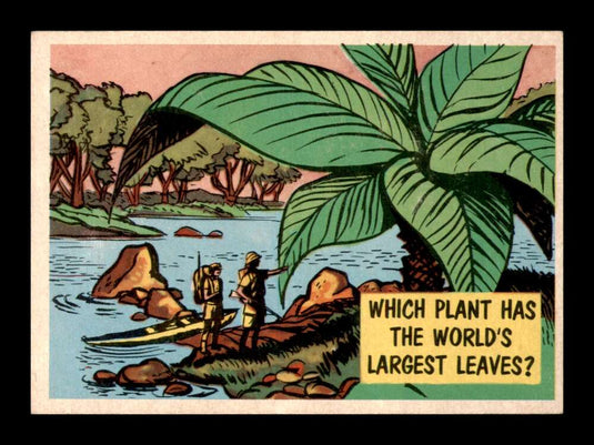 1957 Topps Isolation Booth Which plant has the world's largest leaves 